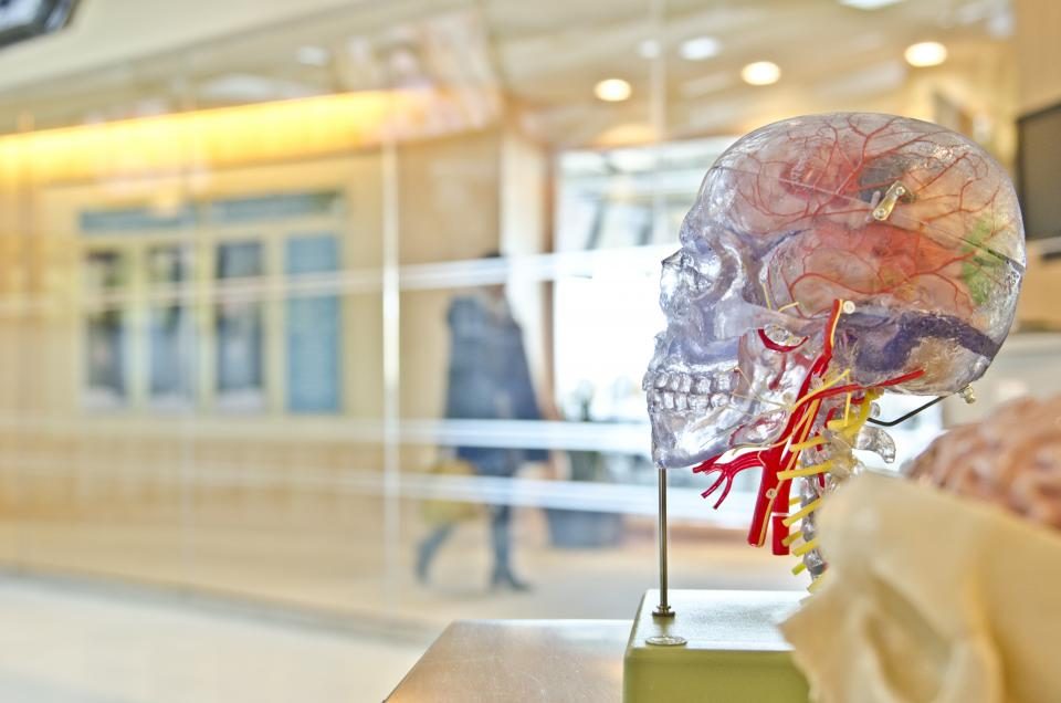 A transparent anatomical model of a human head showing blood vessels and the brain